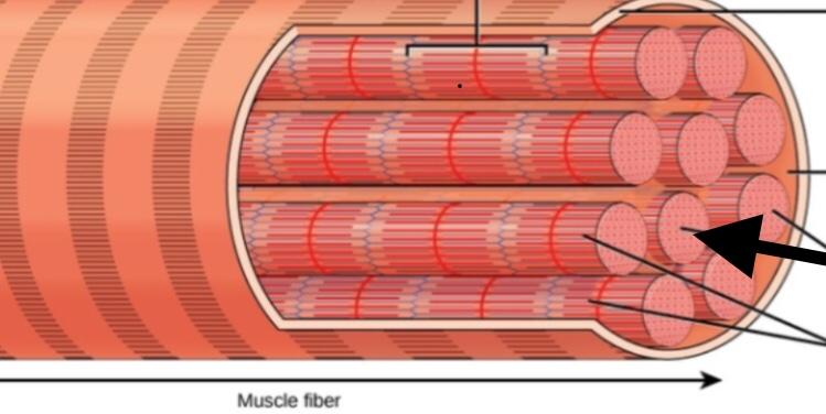 Print Ch. 9 Muscles and Muscle Tissue flashcards Easy Notecards