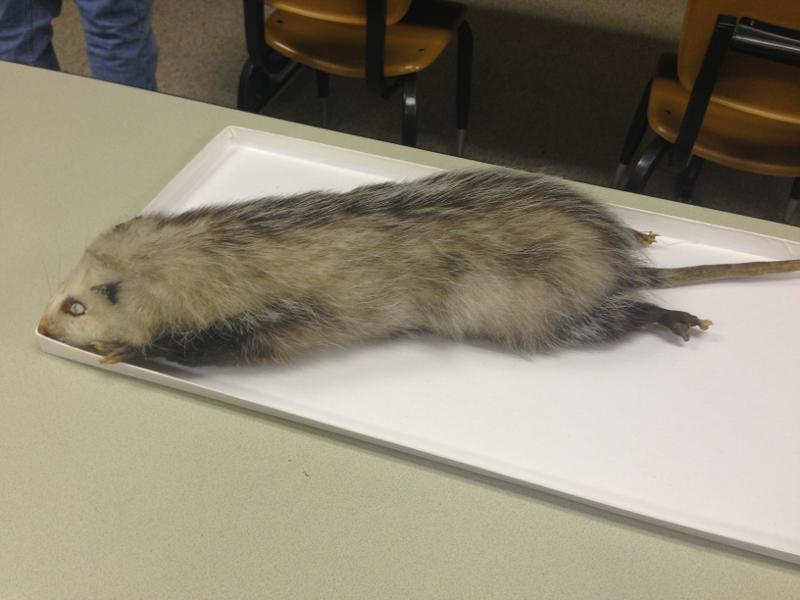Mammalogy Lab Exam 2 Flashcards Easy Notecards