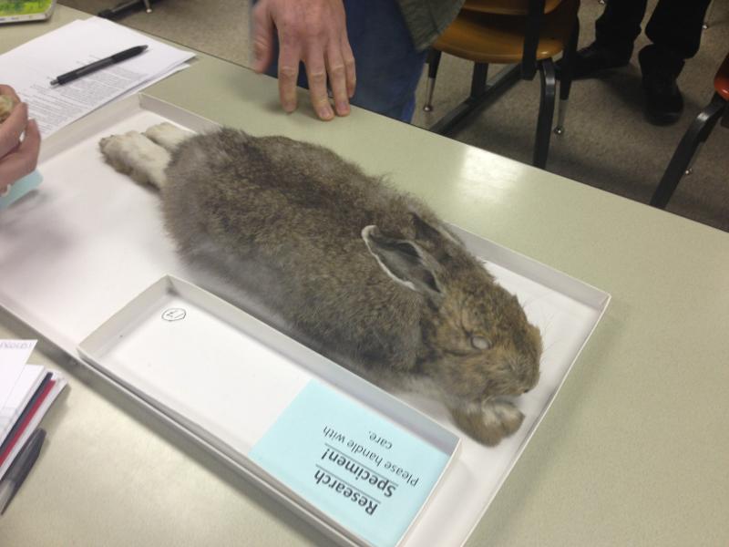 Mammalogy Lab Exam 2 Flashcards Easy Notecards