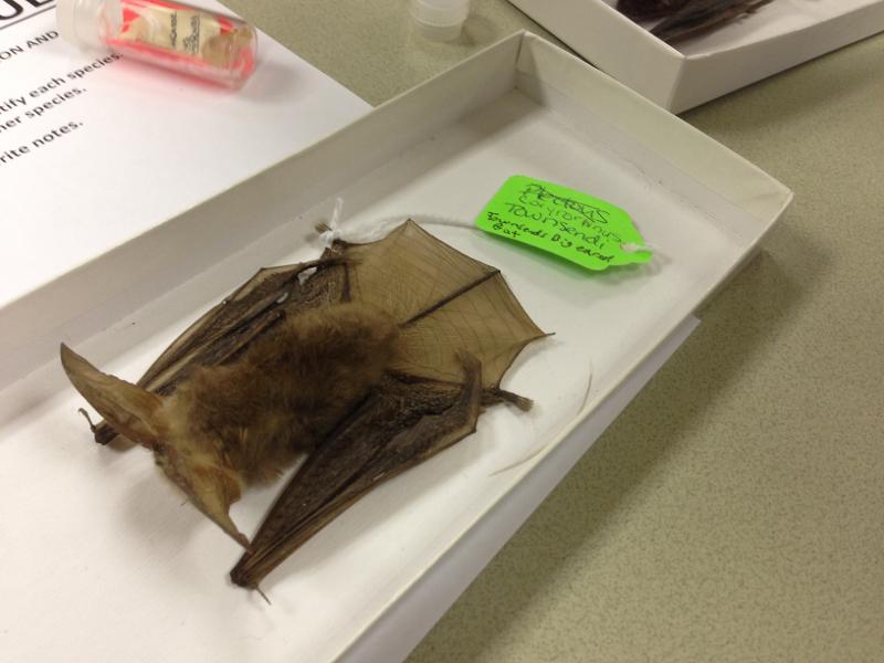 Mammalogy Lab Exam 2 Flashcards Easy Notecards