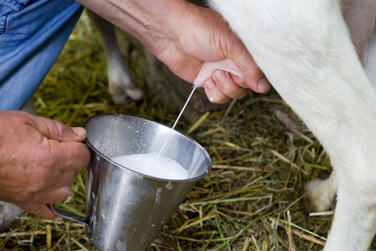 Can Dogs Drink Goat's Milk? Easy Spaniel Training