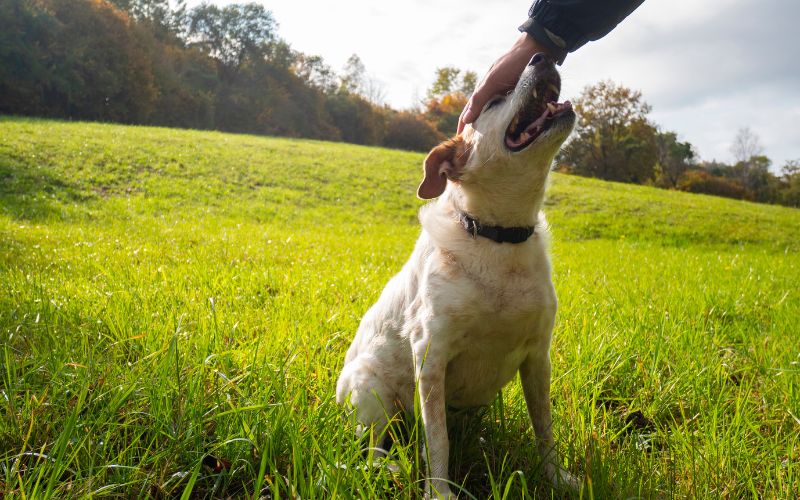 The Best Way To Stop Your Dog From Jumping On People Easy Spaniel