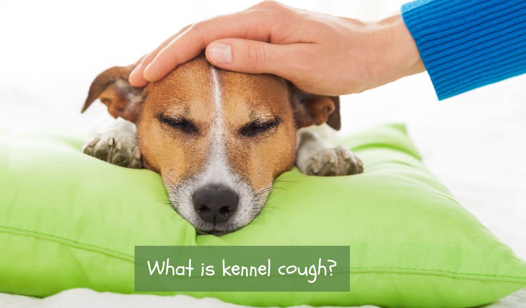 What Is Kennel Cough? Easy Spaniel Training