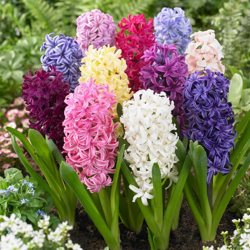 Mixed Color Hyacinth Bulbs For Sale Online Hyacinth Bulb Mix Easy
