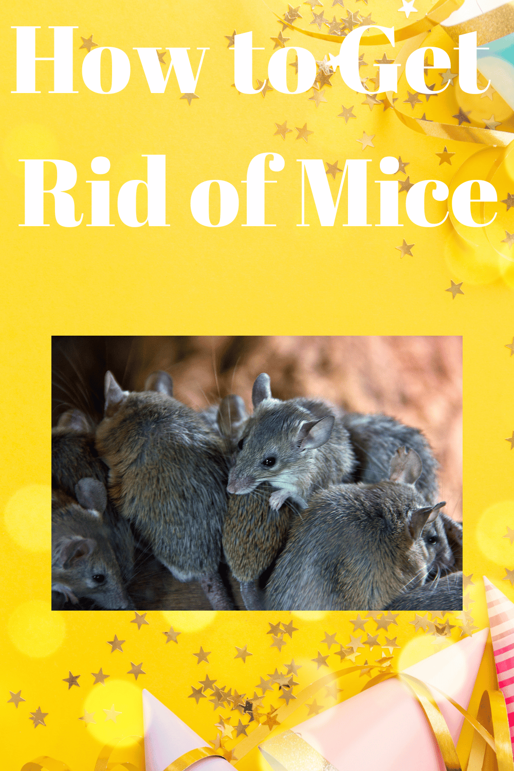 How to Get Rid of Mice (Step by Step)