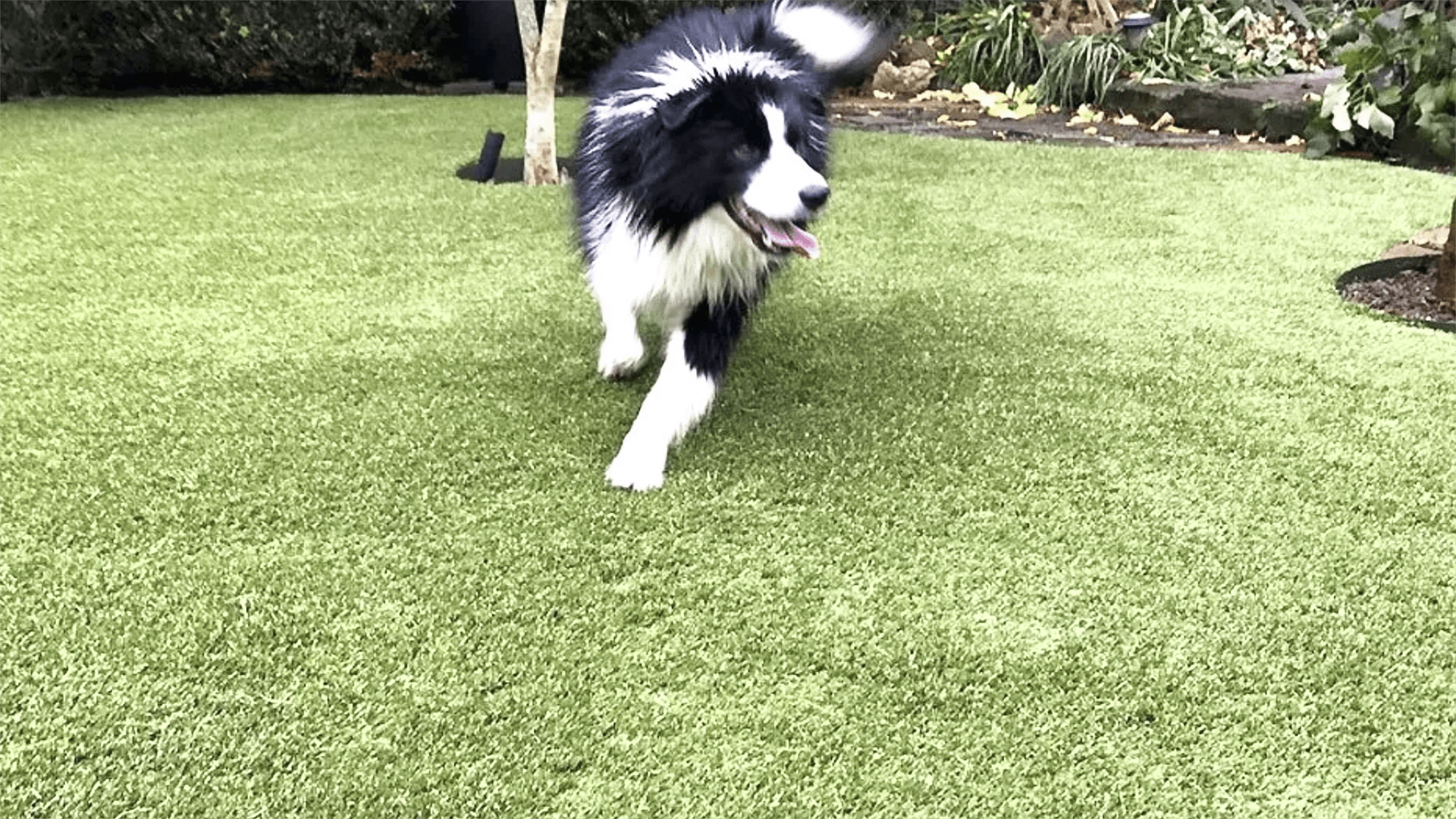 Easy Turf Artificial Grass Installation in Lara, Melbourne.
