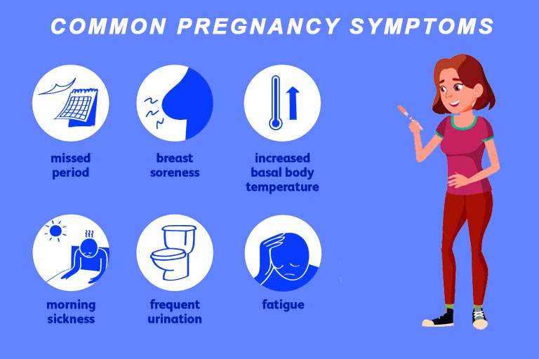 Pregnancy Stages Pregnancy Trimester Breakdown
