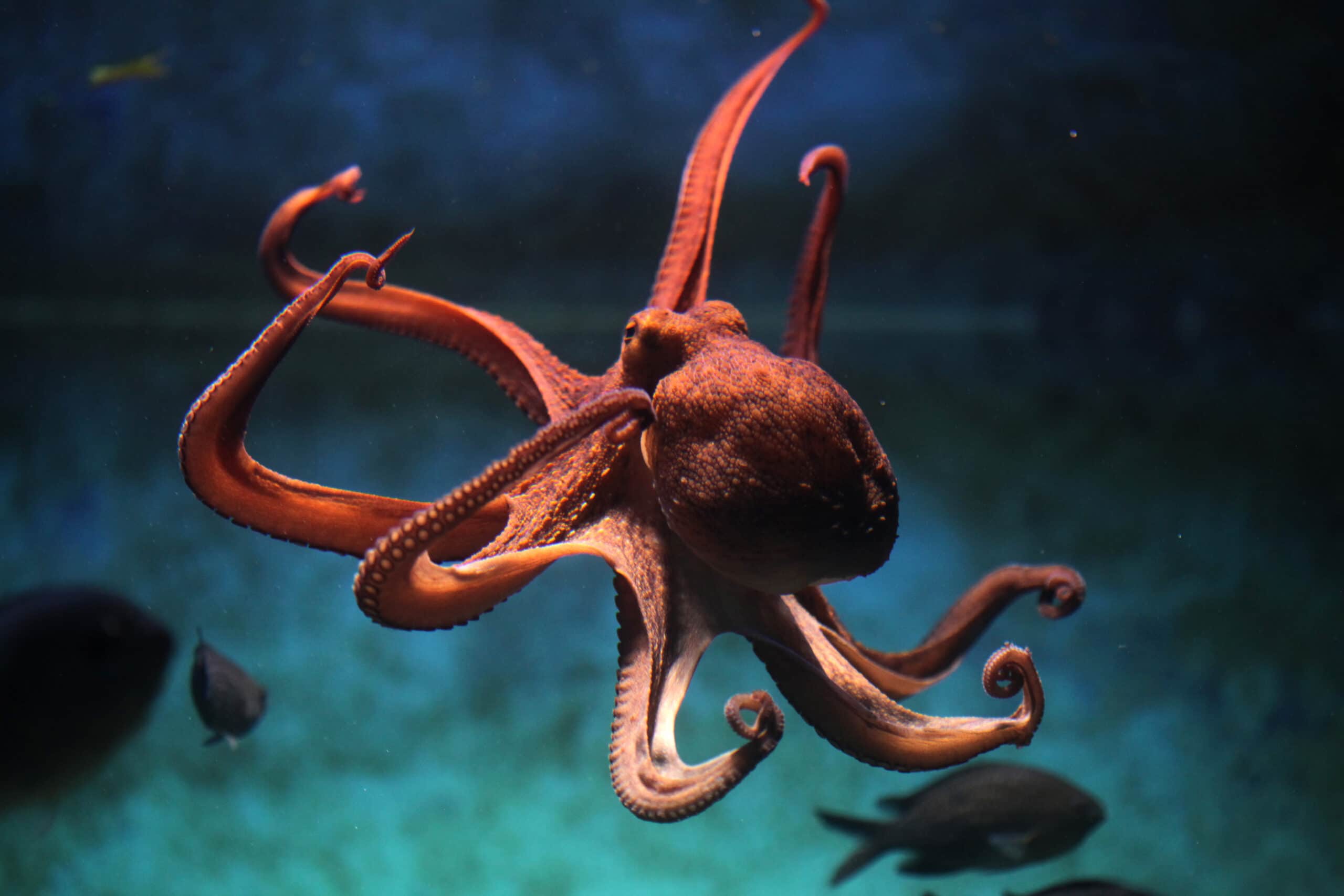 Common Octopus (Octopus Vulgaris). • Eat Blue™
