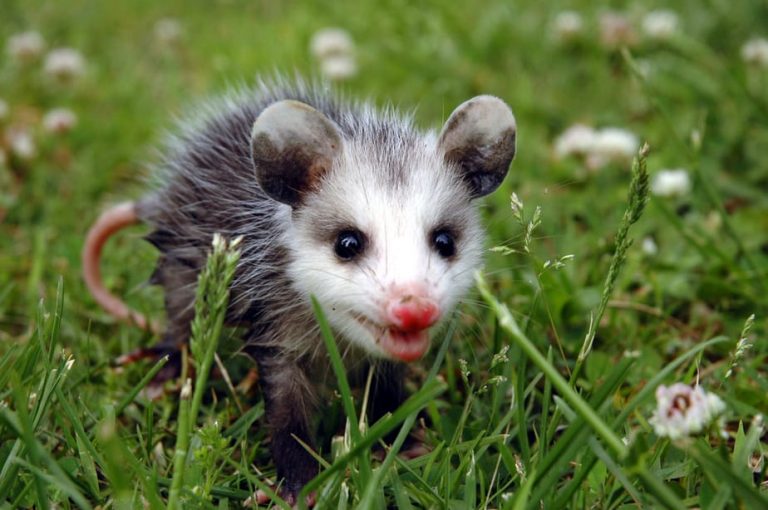 Can you Shoot a Possum in your Backyard? Everything You Need to Know