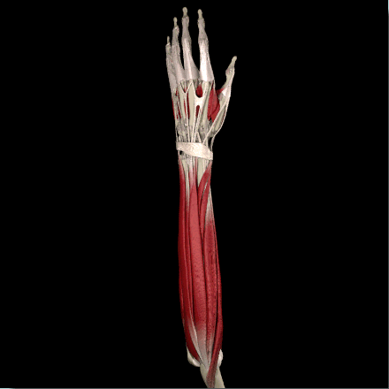 Extensor Carpi Radialis Brevis