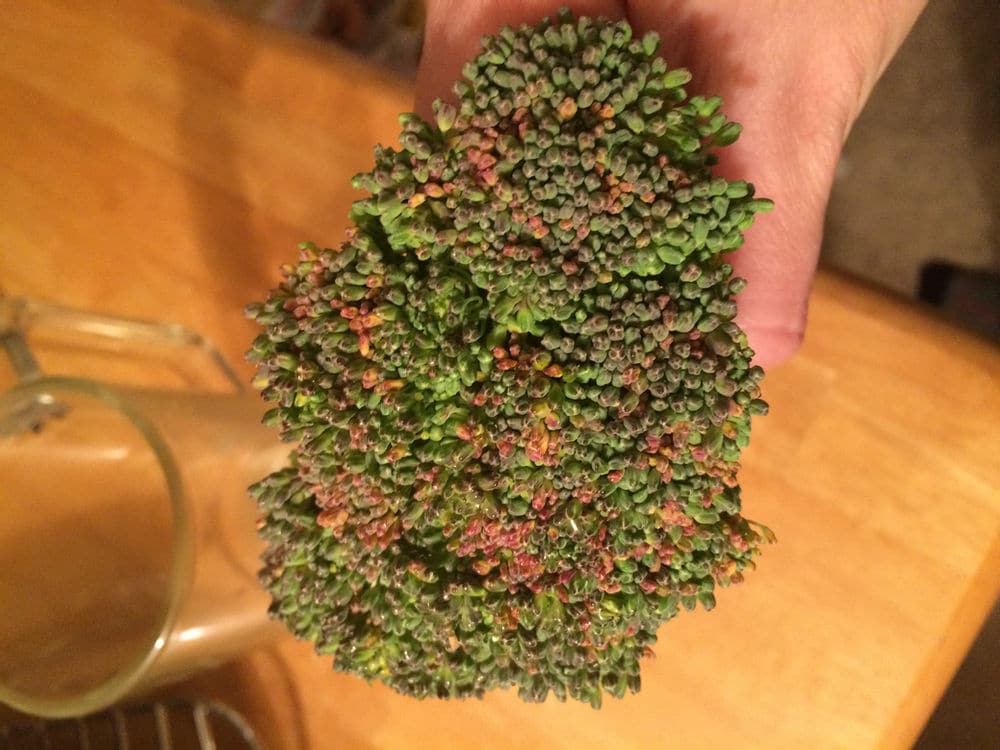 This brown broccoli is about to flower!