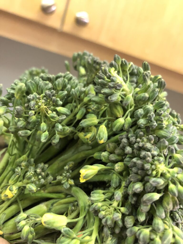 This brown broccoli is about to flower!