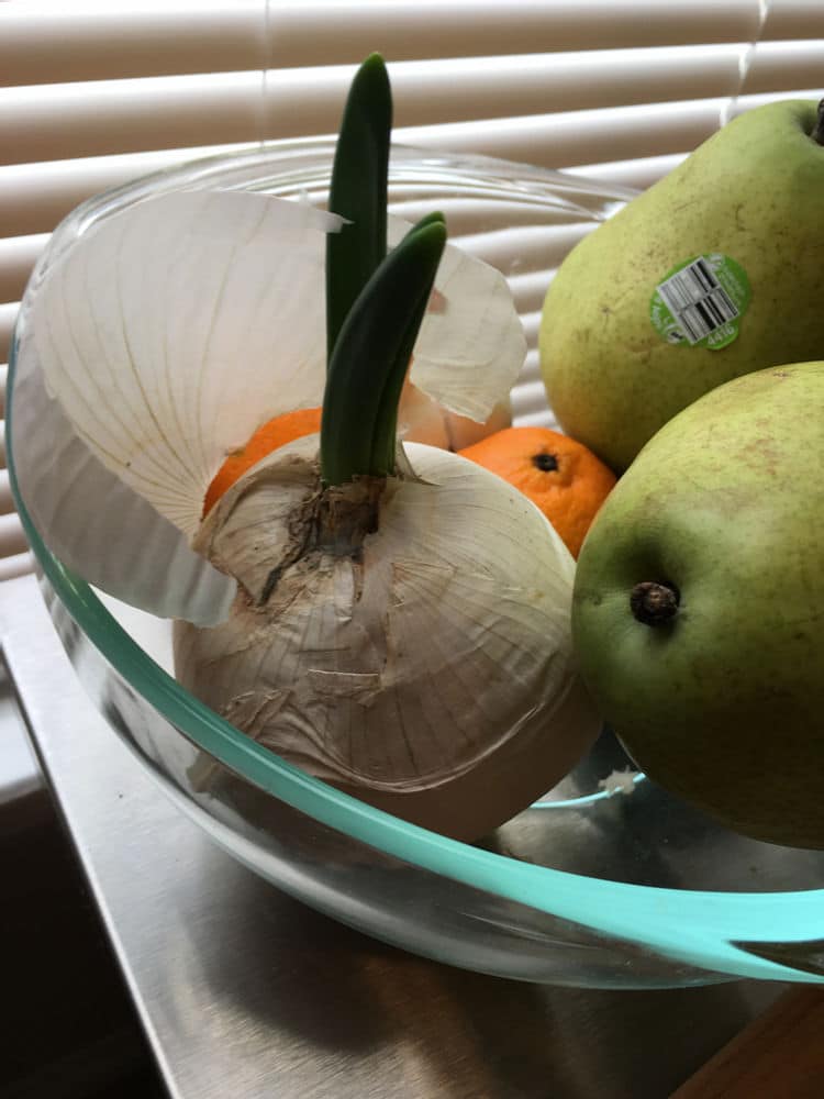 You can eat sprouted onions and their sprouts!