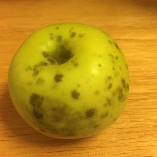 My apple is covered in sooty spots