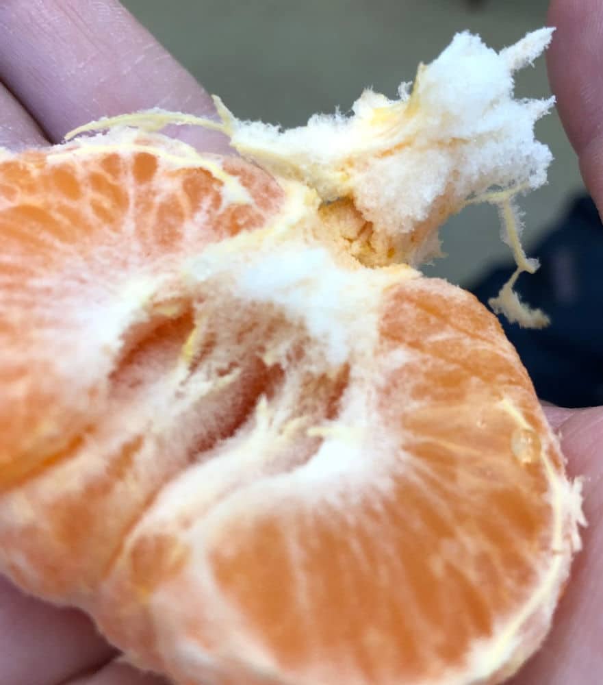 The white fuzz inside your clementine is supposed to be there