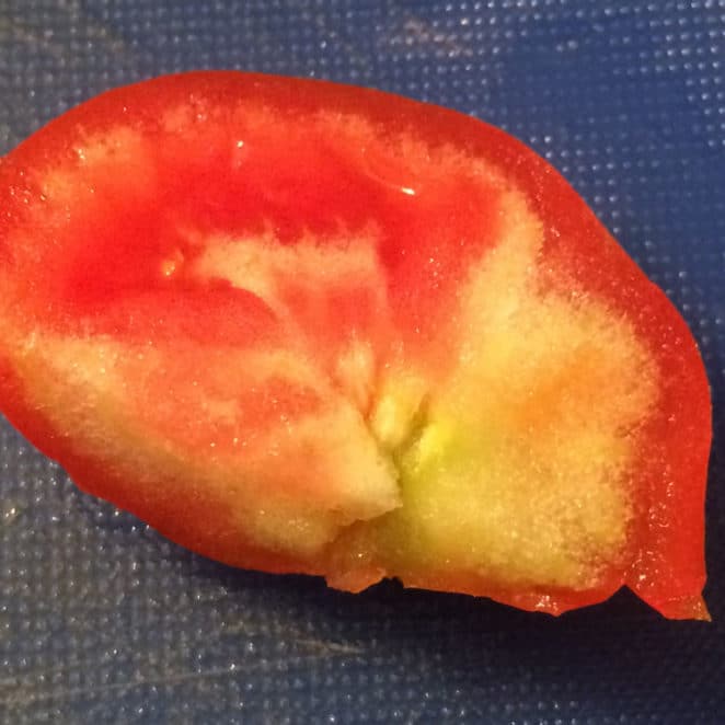Why is the inside of my tomato white and hard?
