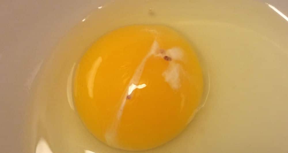Stringy blobs on egg yolks?