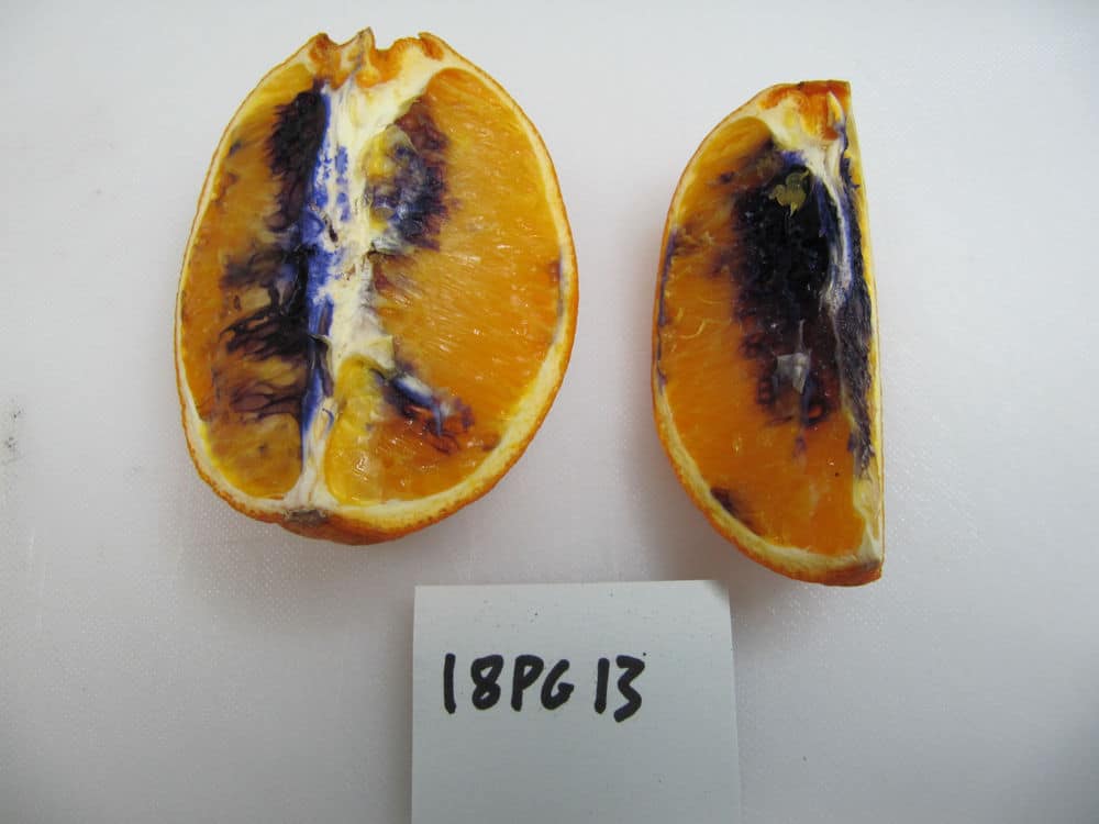 Why did this orange turn purple?!?