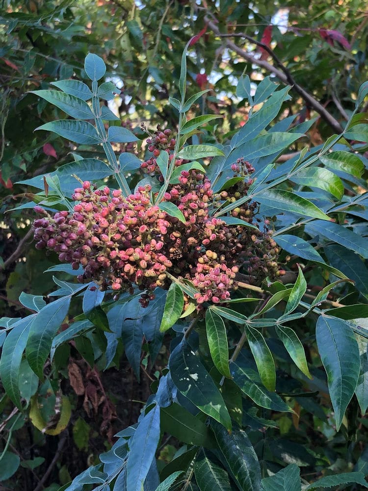 What can you eat in the forest? I spent a morning learning from experts
