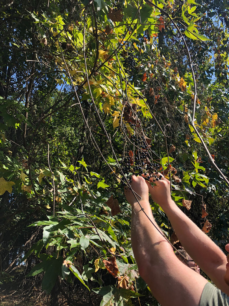 What can you eat in the forest? I spent a morning learning from experts