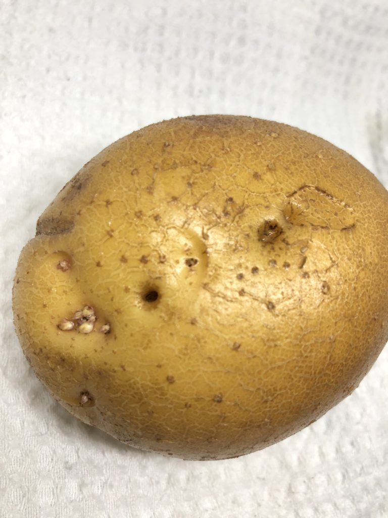 Little holes in potatoes