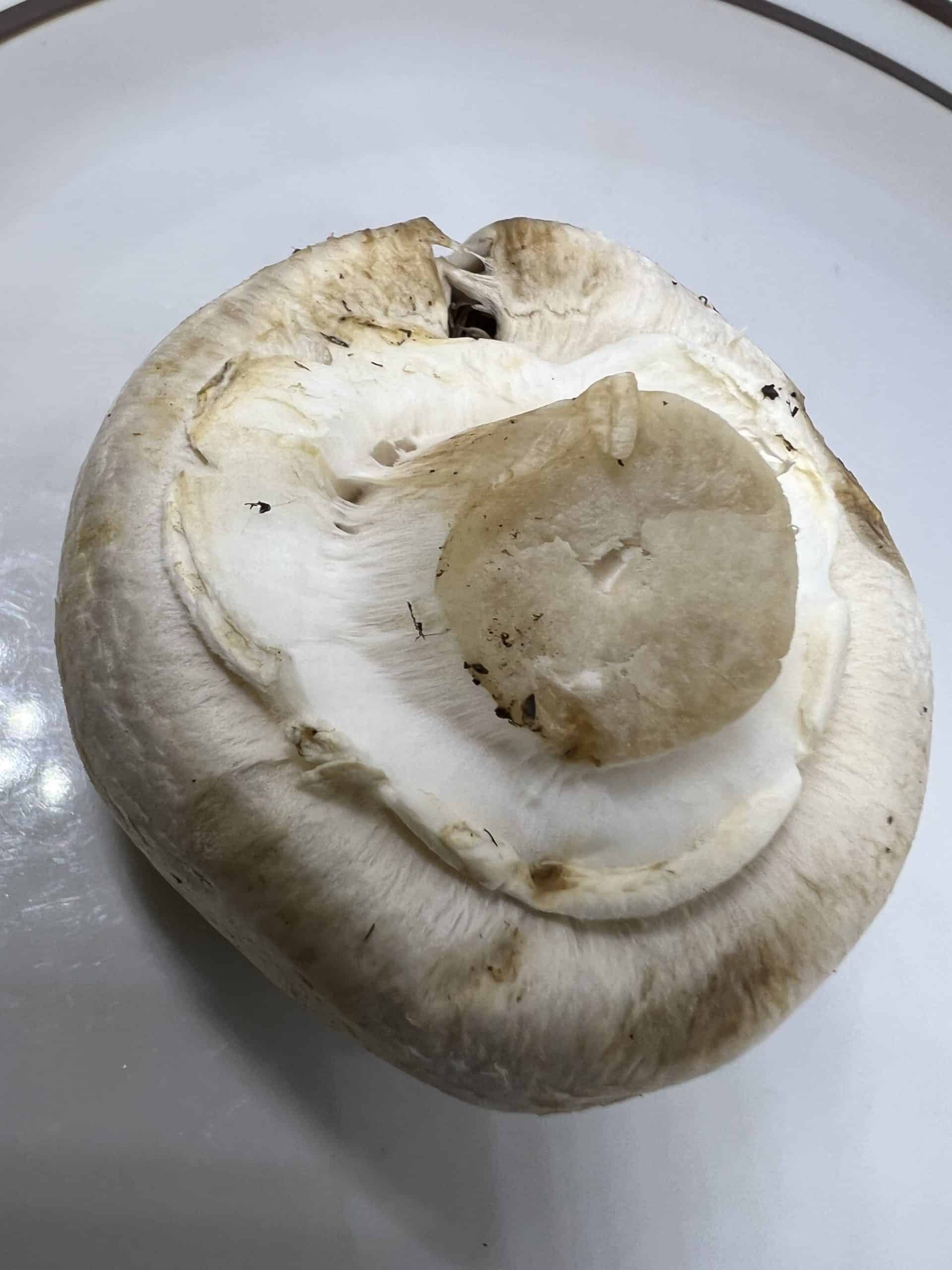 What's the white spongy stuff around the underside of mushroom caps?