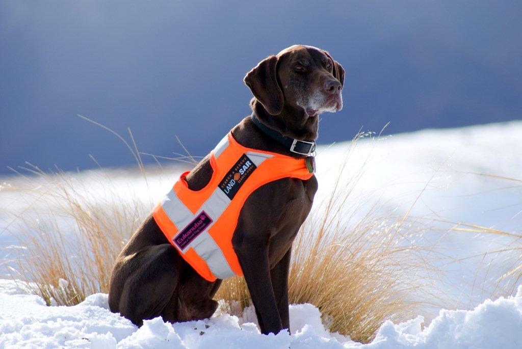 How to Train a Search Dog Eat Sleep Walk