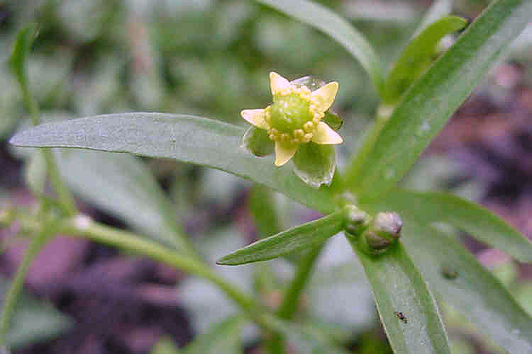 Ranunculus abortivus Archives Eat The Weeds and other things, too