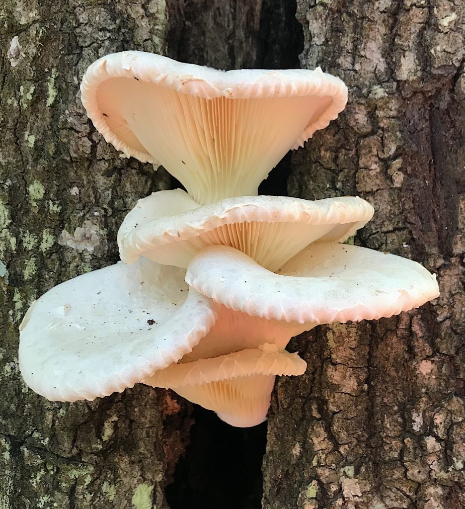 Oyster Mushrooms Eat The Weeds and other things, too