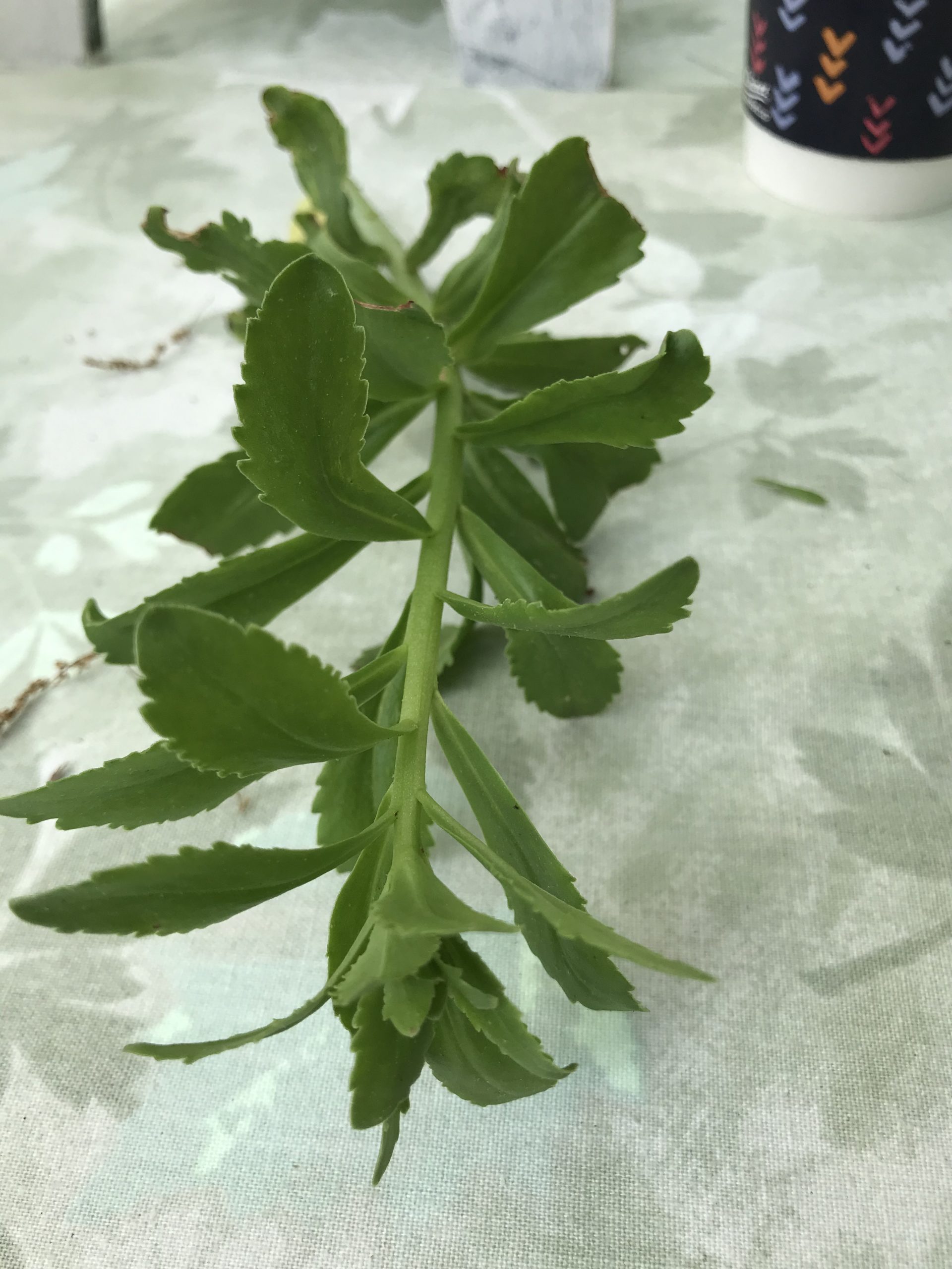 Edible Raw Archives Eat The Weeds and other things, too