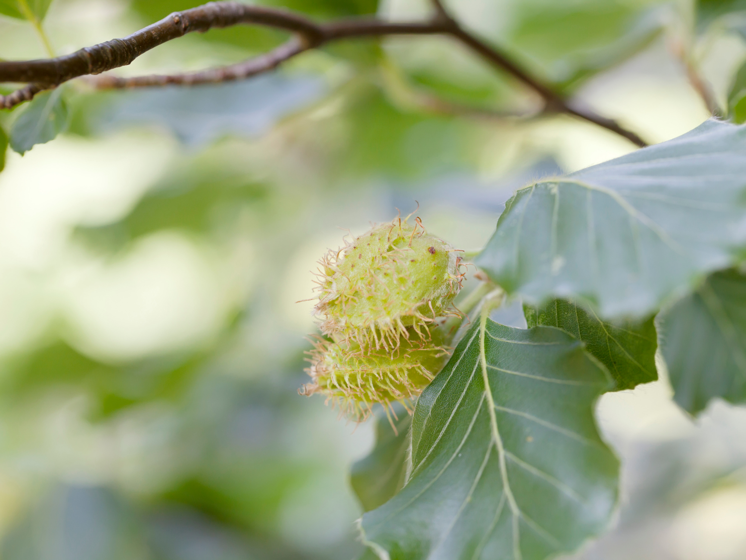 Beech A Foraging Guide to Its Food, Medicine and Other Uses