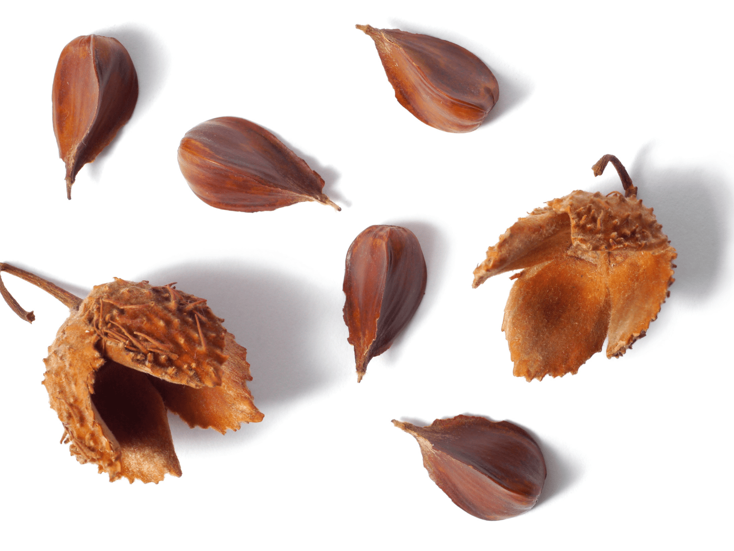 Beech A Foraging Guide to Its Food, Medicine and Other Uses
