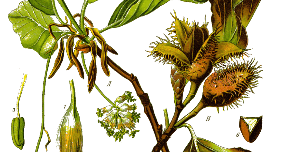 Beech A Foraging Guide to Its Food, Medicine and Other Uses