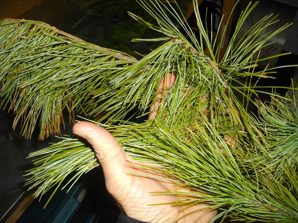 If the pine tree is hanging over the home then you can expect to see a