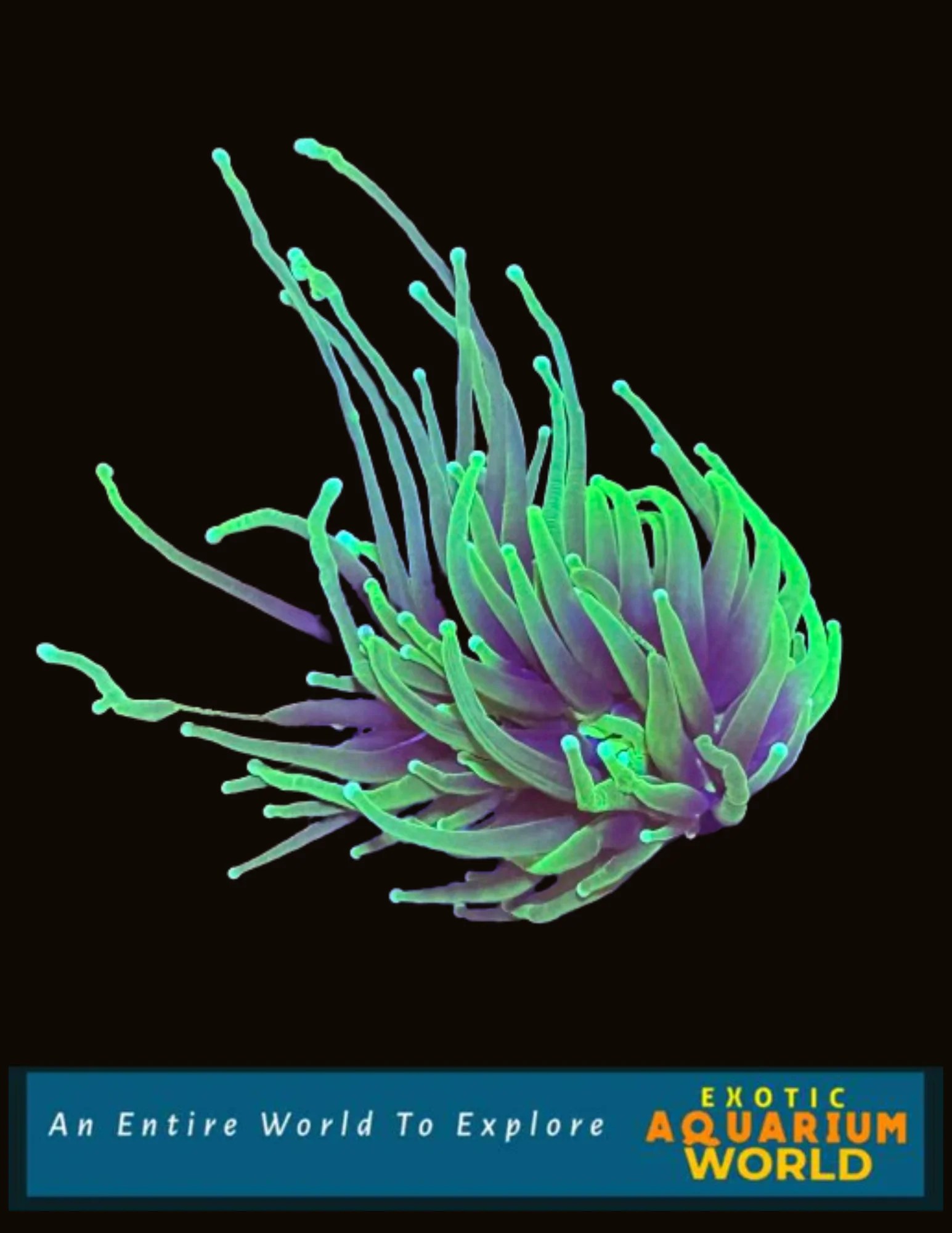 Hulk Torch Exotic Aquarium World