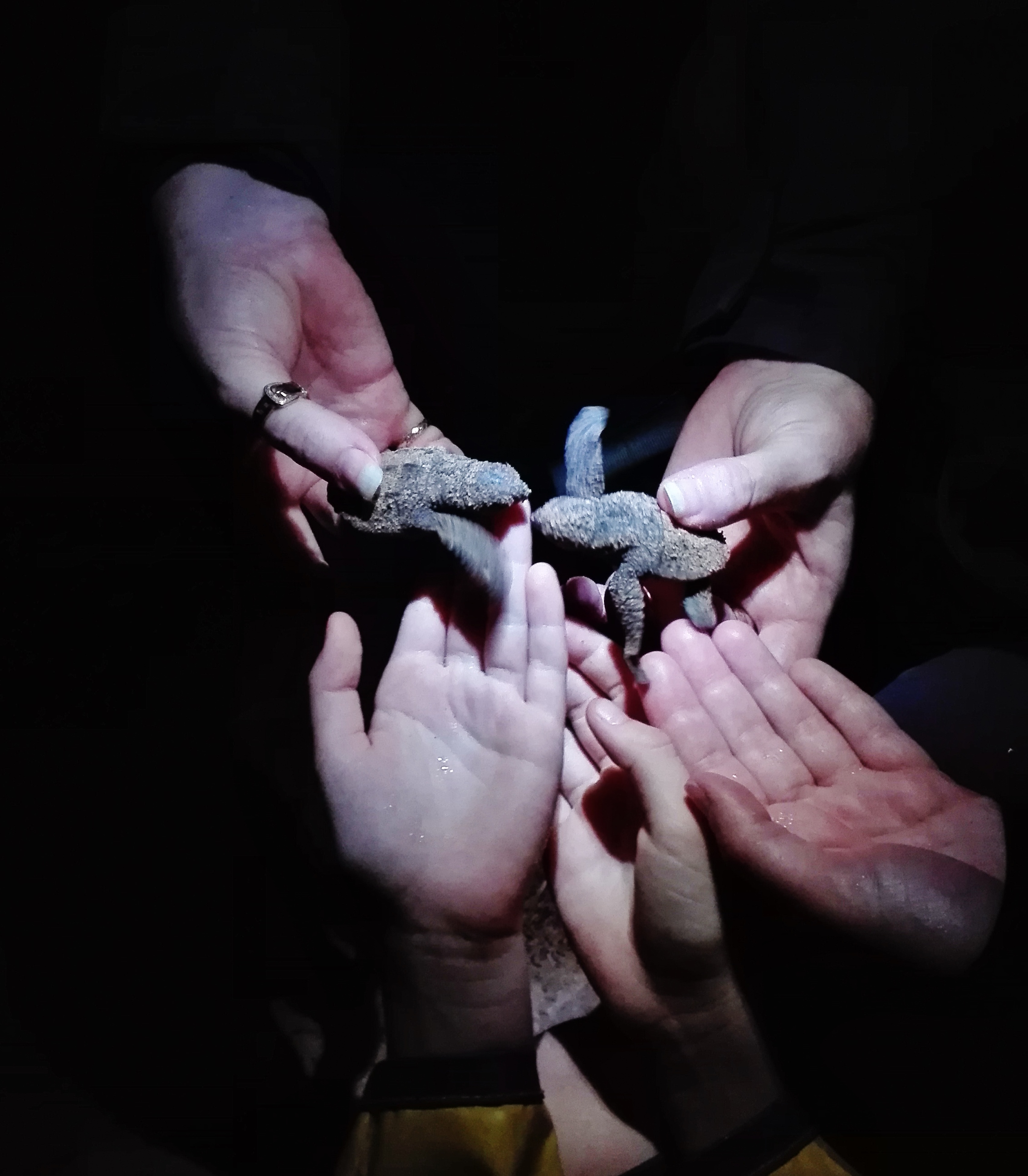 Turtle Hatching. An experience to remember while studying