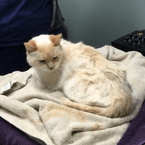 Acupuncture EvendaleBlue Ash Pet Hospital