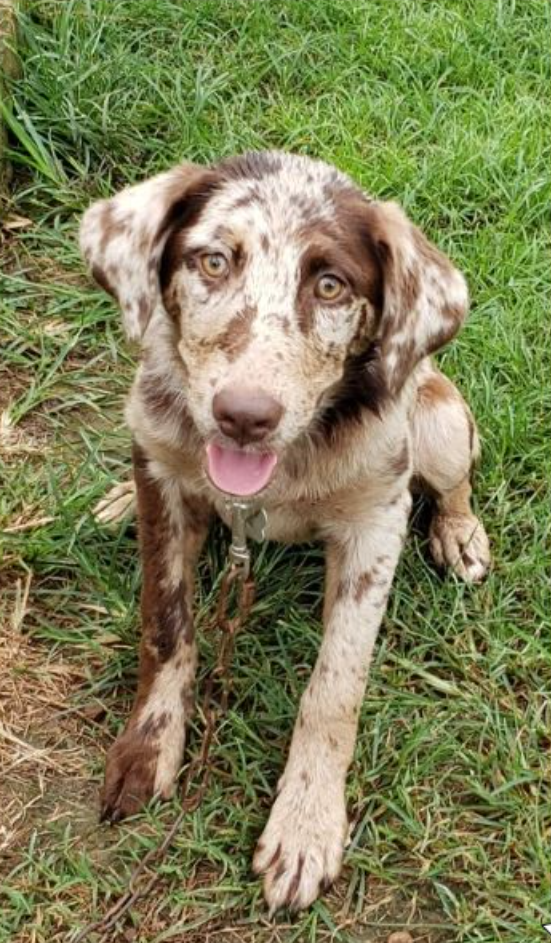 Australian Shepherd Chocolate Lab Mix Full Grown