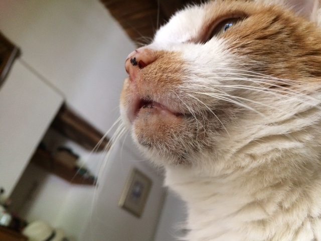 Black spots on a cat's chin EberVet Petcare Group