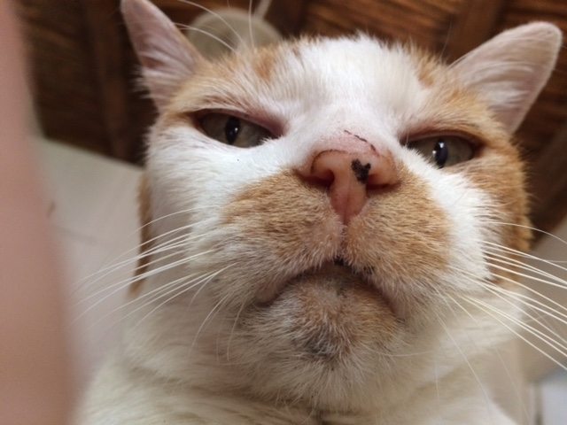 Black spots on a cat's chin EberVet Petcare Group