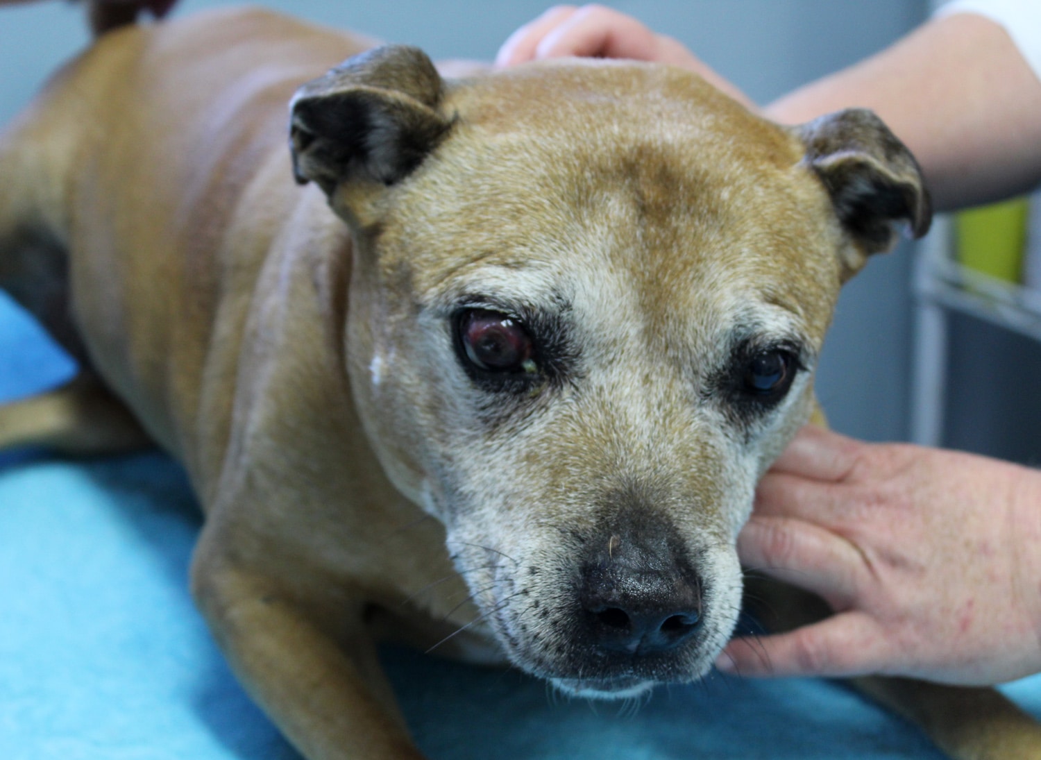 Removing a dog's eye reasons and postop care EberVet Petcare Group