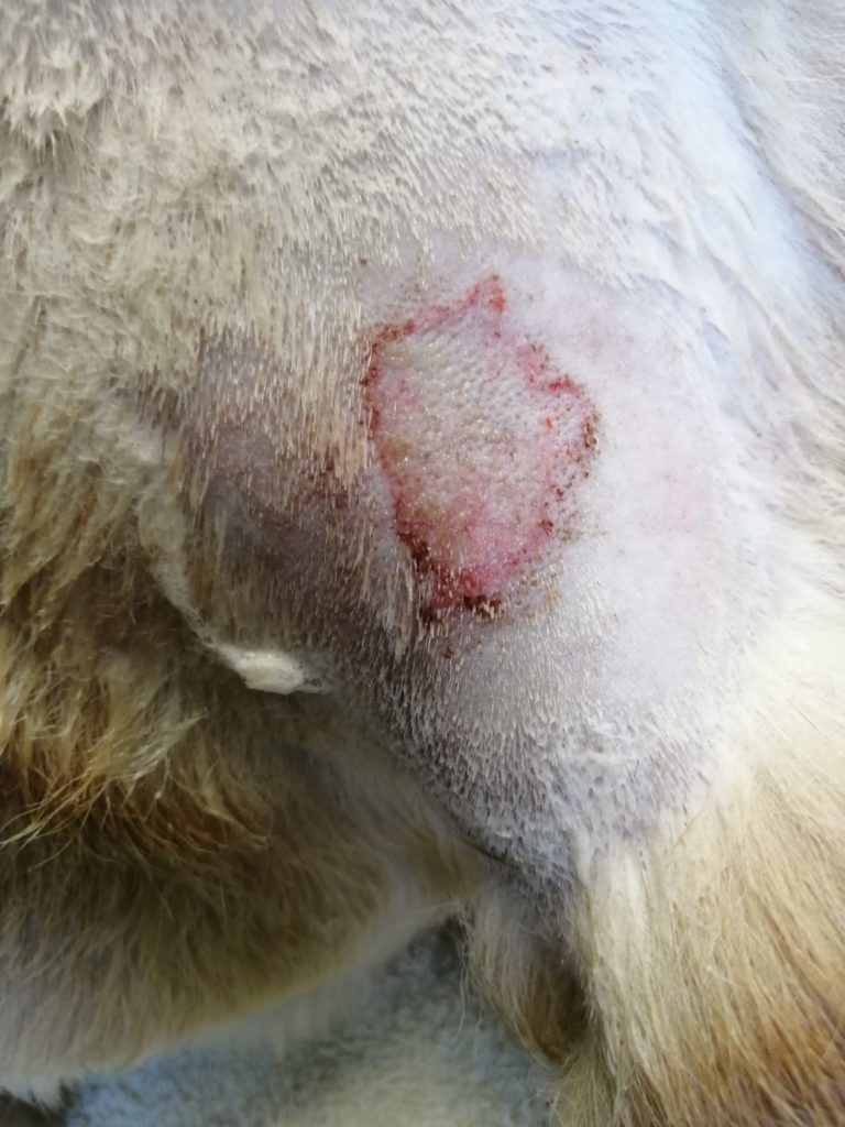 Hotspots in dogs what causes them? EberVet Petcare Group