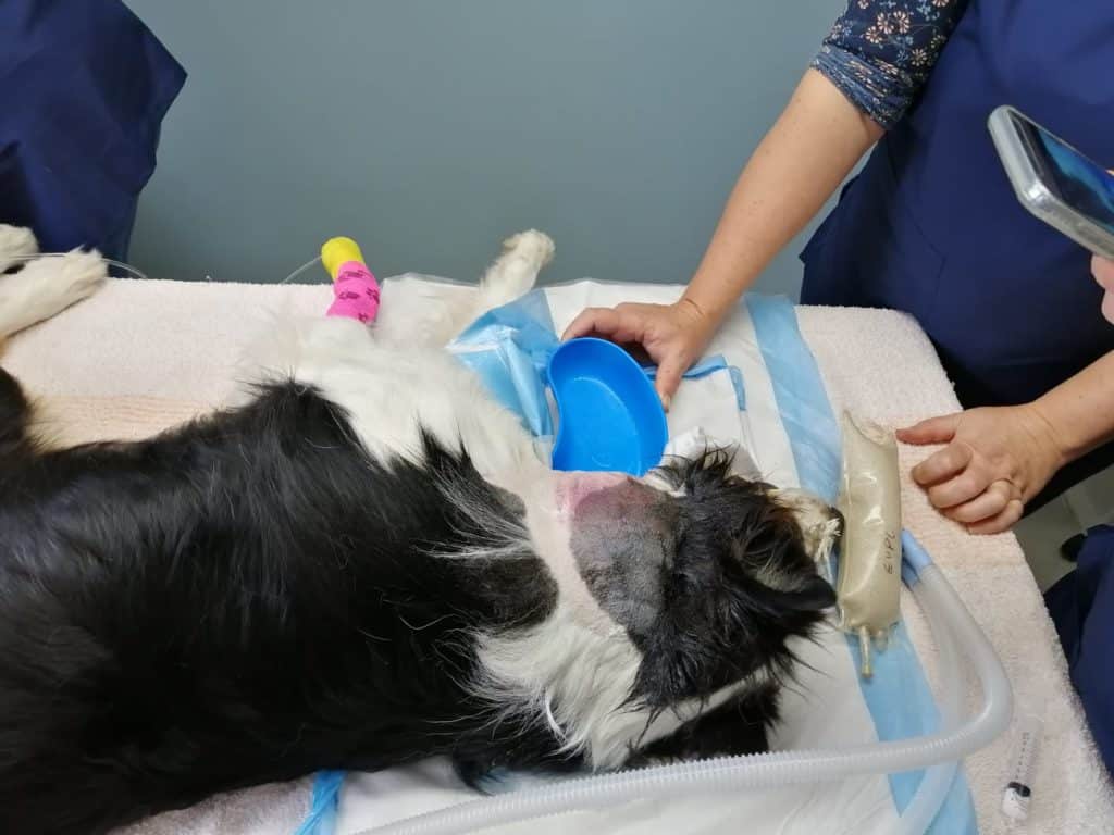 Abscesses what to do if your pet has one EberVet Petcare Group