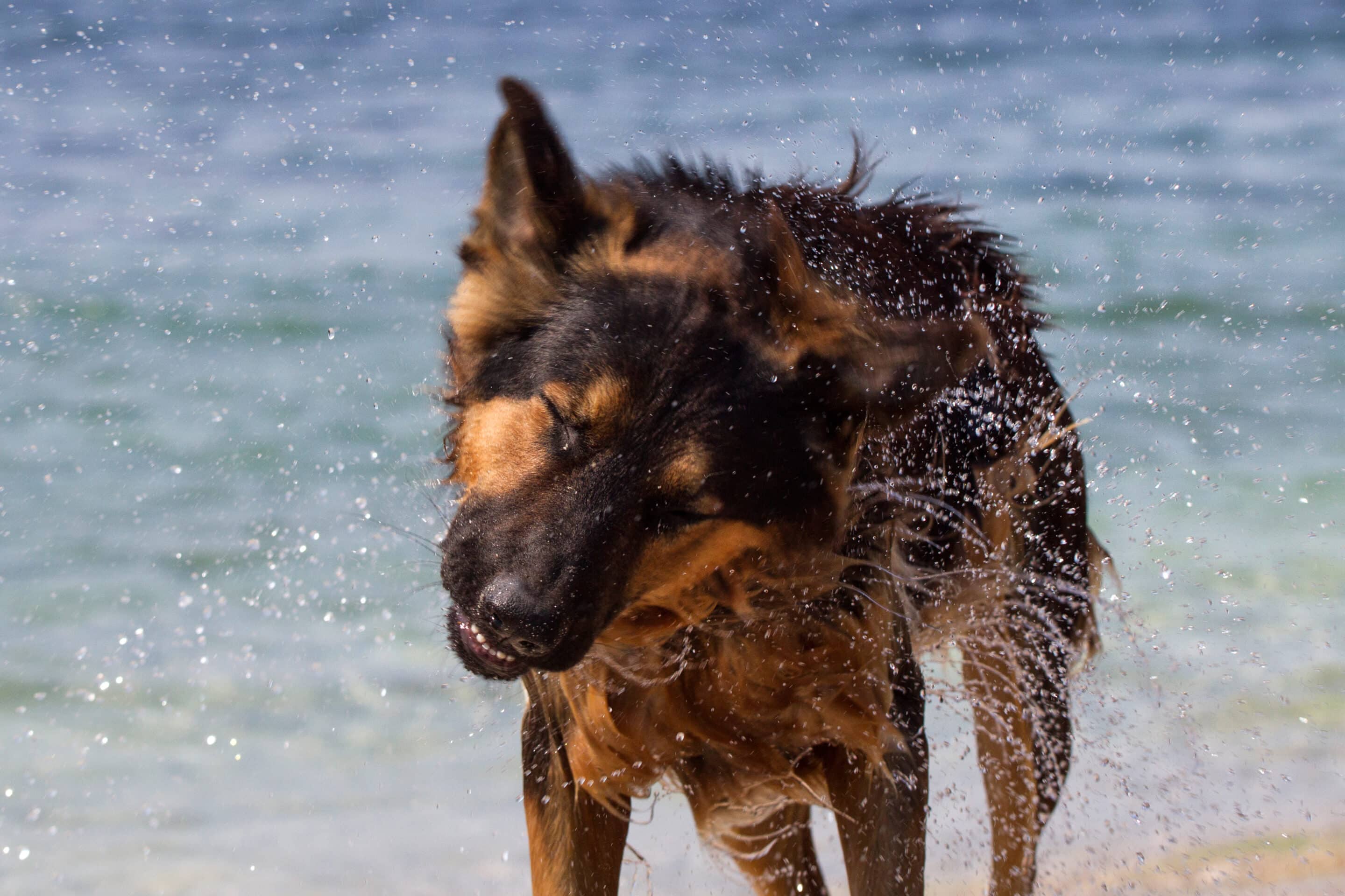 Double coated dogs should not be shaved EberVet Petcare Group