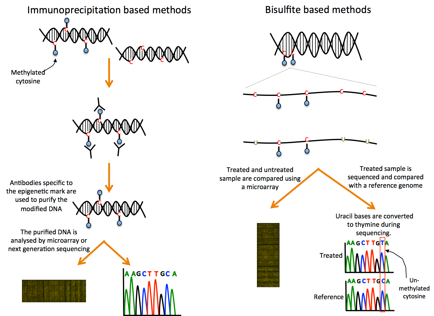 modifications Functional genomics II