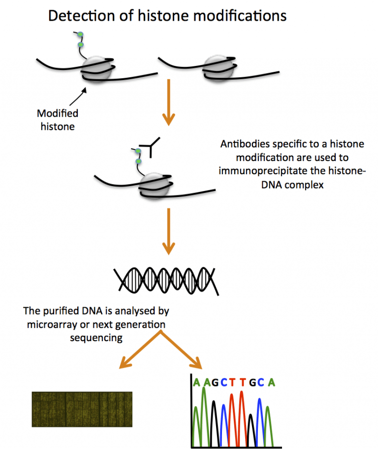 Histone modifications Functional genomics II