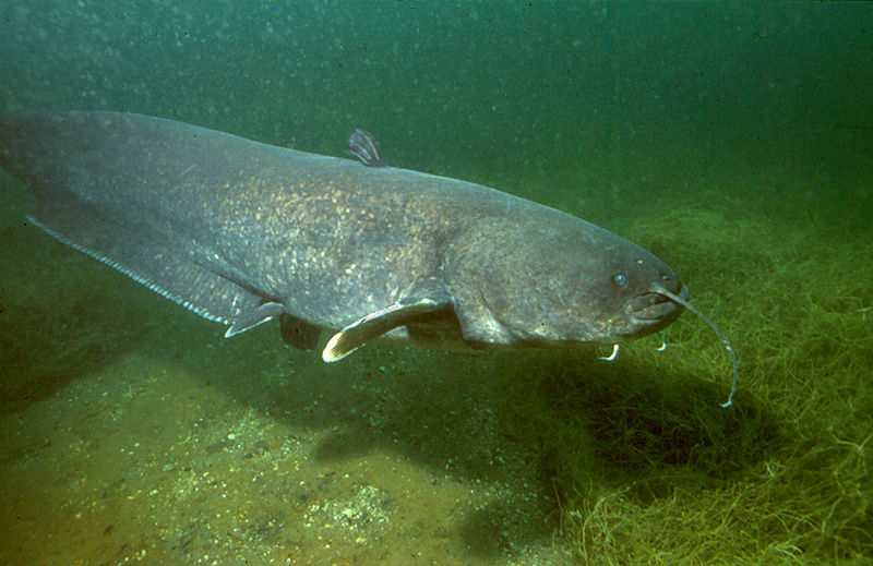 Fisherman Rodney Hills catfish weight almost 115 pounds (PHOTO