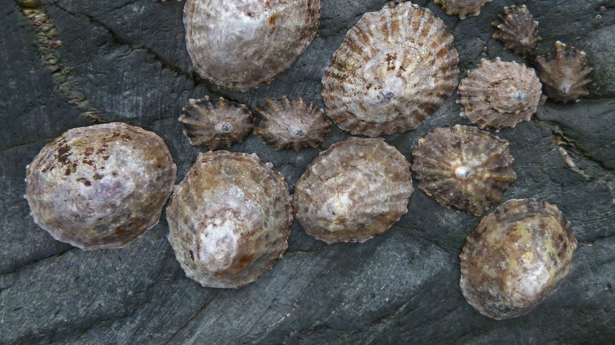 Snail’s Teeth Small Yet Fierce eCanadaNow