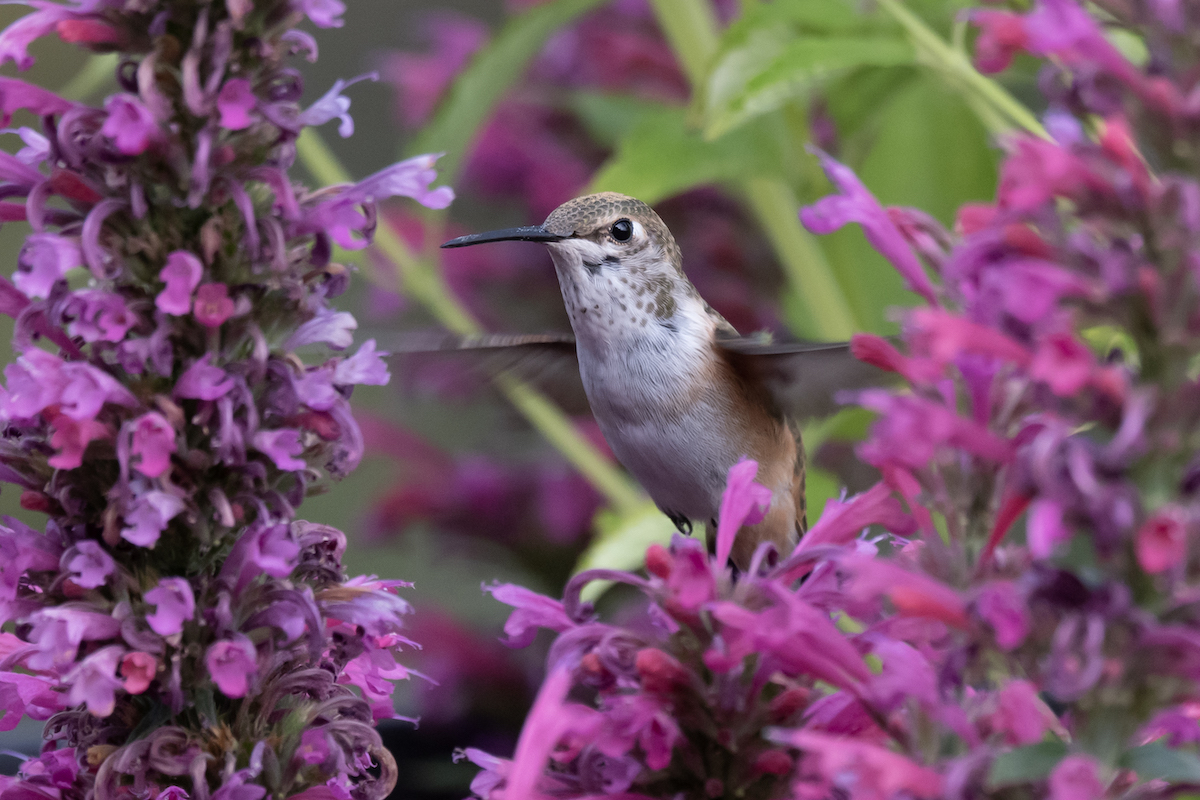 Pollinator Pathway Bend East Cascades Audubon Society