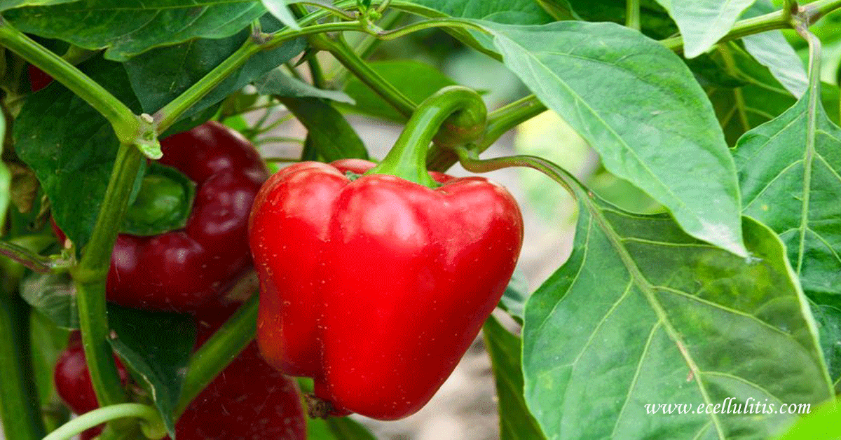 12 Amazing Health Benefits of Paprika eCellulitis